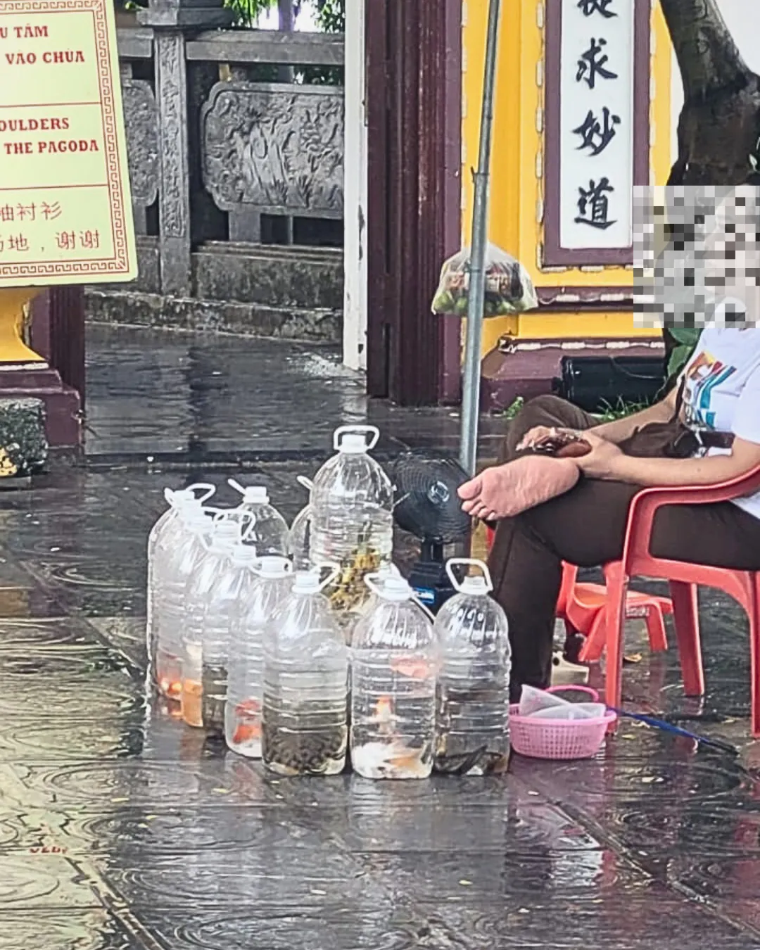 Phóng sinh rùa: Ý tốt có thể gây hại hệ sinh thái