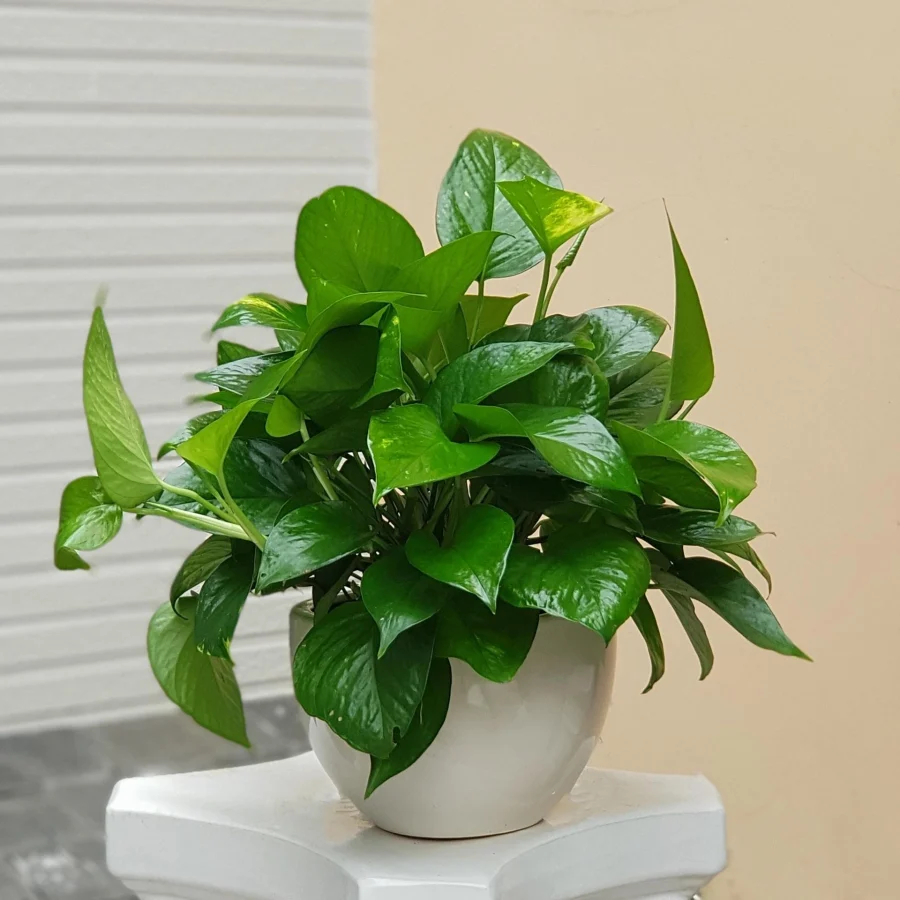 Đặt cây phong thủy đúng vị trí với hoa giấy và Trầu Bà