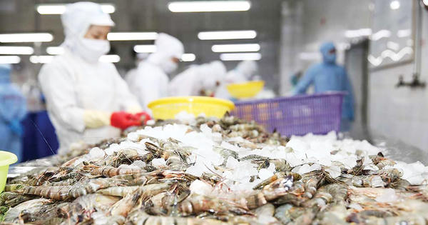 Xuất khẩu tôm và nghêu tăng tốc tại Mỹ: Cơ hội hay phép thử mới?