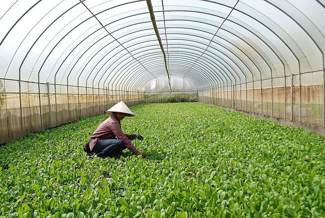 Công nghệ sinh học công nghiệp: Từ ruộng đồng đến chuỗi giá trị cao