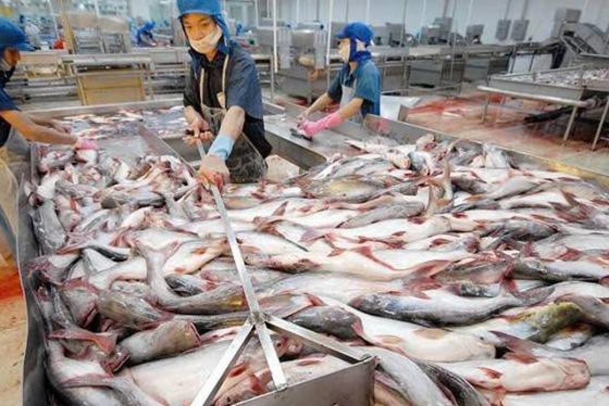Cá tra Việt Nam xoay trục khỏi thị trường Mỹ, tìm đường sống ở Trung Quốc