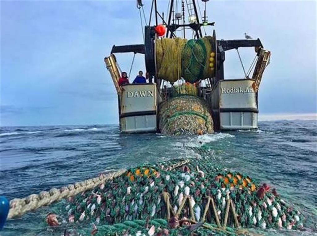 Giá cá minh thái Alaska tăng vọt: Tín hiệu khủng hoảng nguồn cung toàn cầu