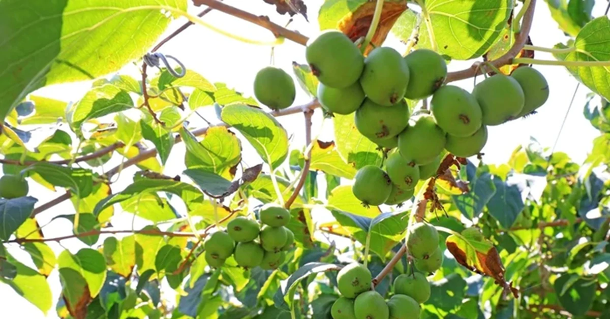 Cây mọc dại châu Á và phụ phẩm Việt Nam: Tiềm năng mới chống ung thư phổi