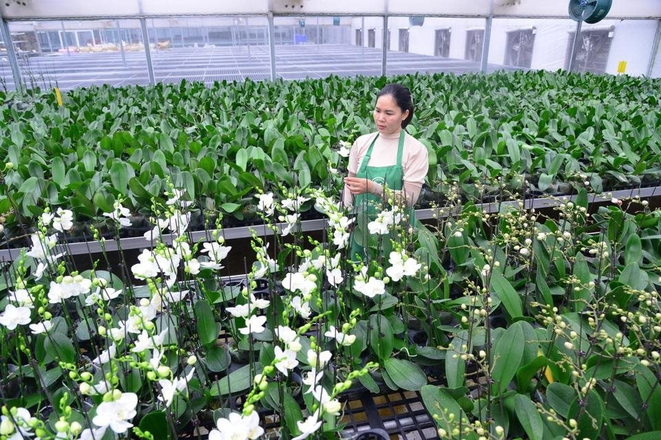 Công nghệ sinh học đang tái định hình nông nghiệp Việt Nam