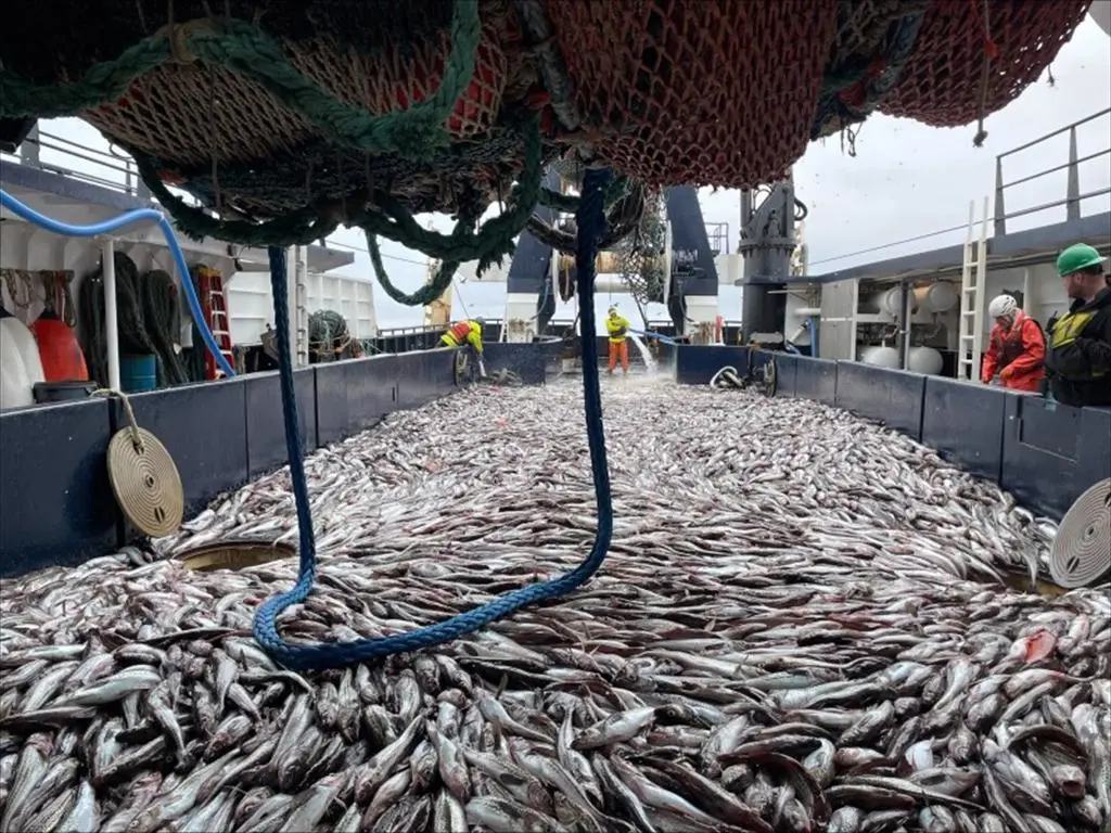 Giá cá minh thái Alaska tăng vọt: Tín hiệu khủng hoảng nguồn cung toàn cầu