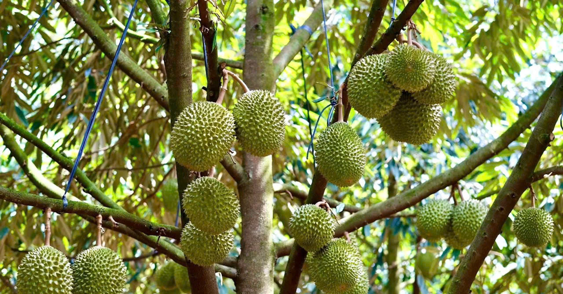 Xuất khẩu nông sản Đông Nam Á bùng nổ với sầu riêng, rau quả và gạo