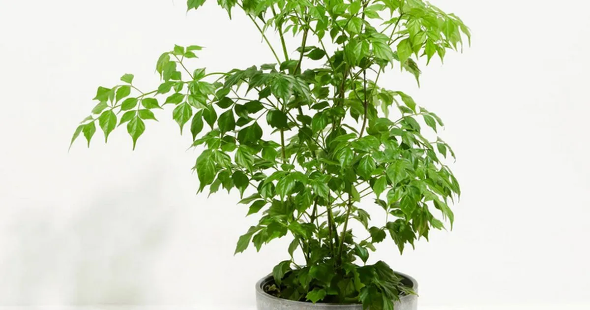 5 loại cây cảnh trong nhà vừa đẹp vừa hút ẩm, khử mùi
