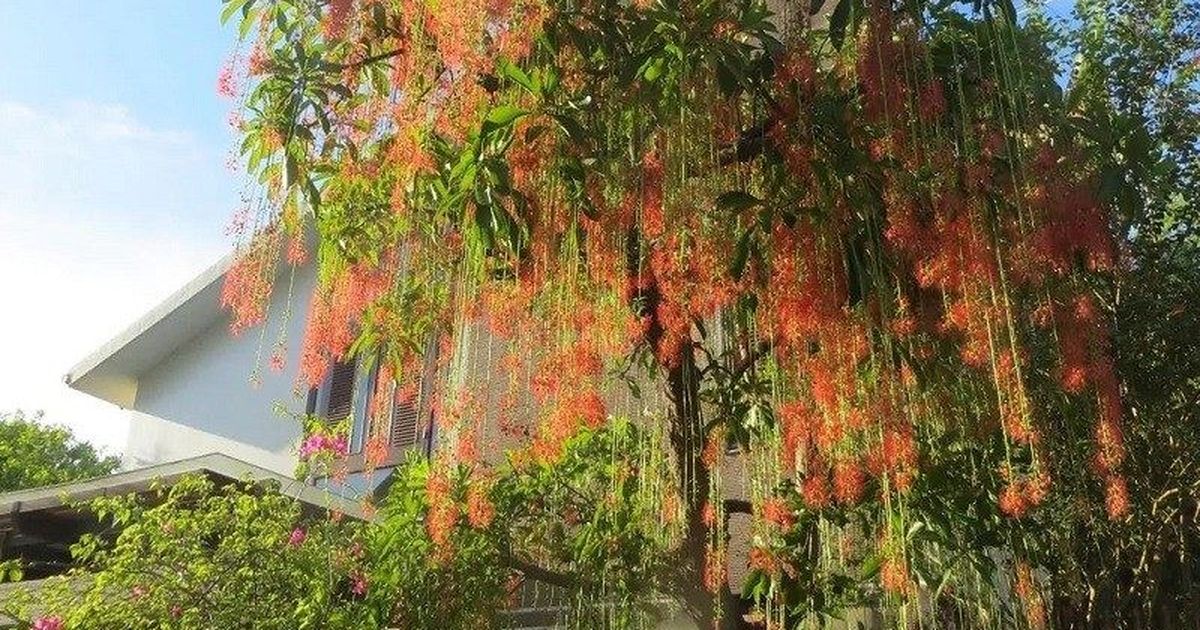 Lộc vừng và mộc hương: cây may mắn nâng tầm phong thái nhà Việt