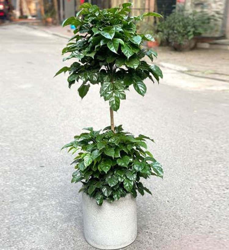 Cây hạnh phúc và cây thơm: Bộ ba cây cảnh hút lộc nên trồng trong nhà