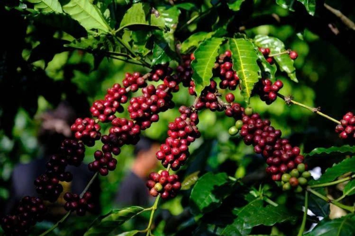 Mưa lớn Brazil đe dọa nguồn cung cà phê arabica toàn cầu