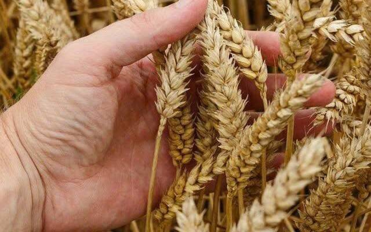 Hạn hán, bão lũ và xung đột: Giá ngũ cốc leo lên đỉnh 3 năm