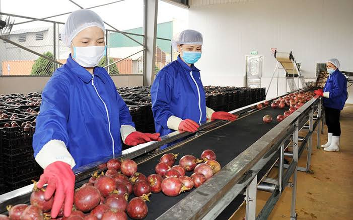 Chanh leo Việt Nam chuẩn bị bứt phá vào thị trường Mỹ