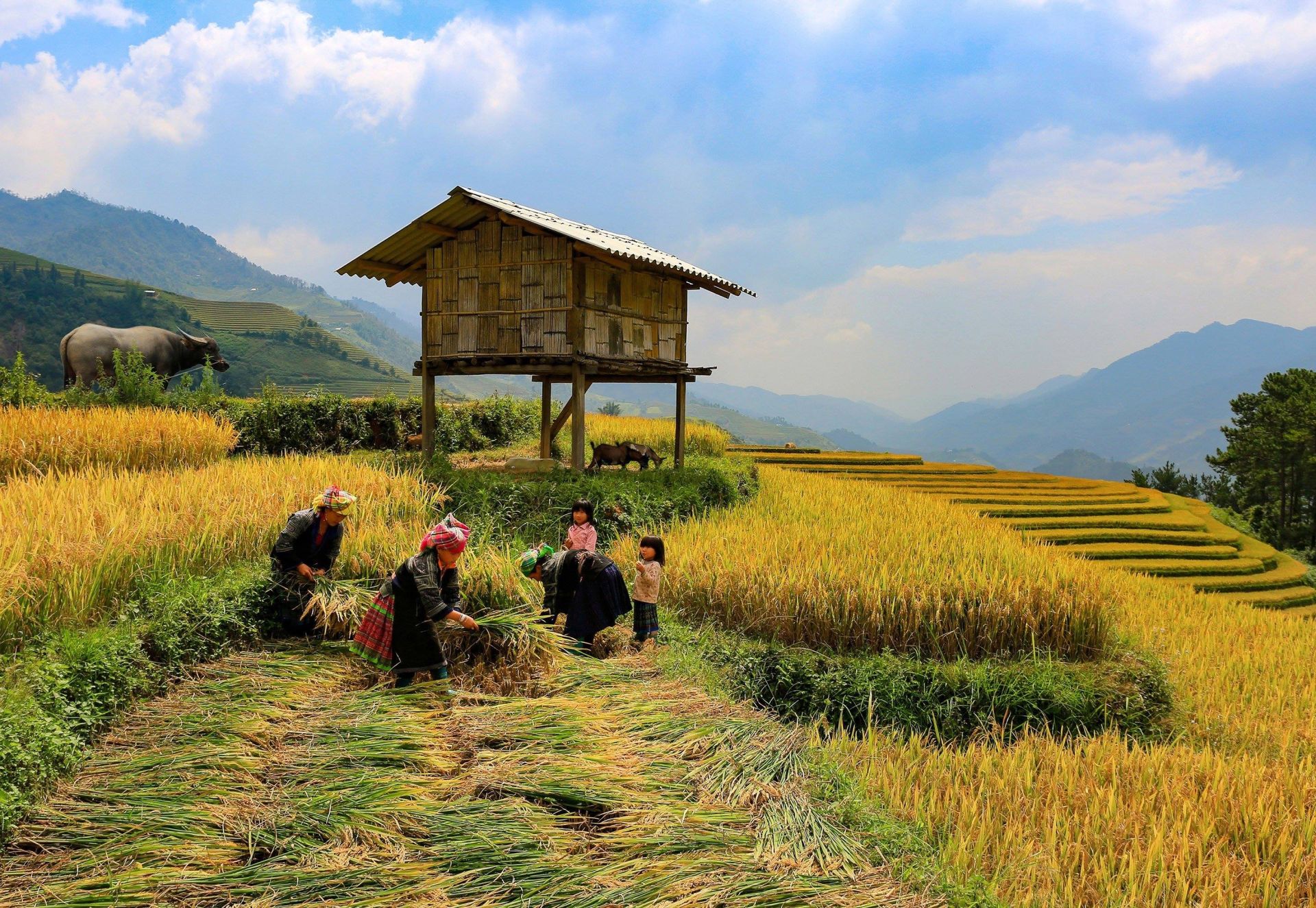Phát triển nông thôn 2026-2030: Tham vọng thu nhập và bài toán thực thi