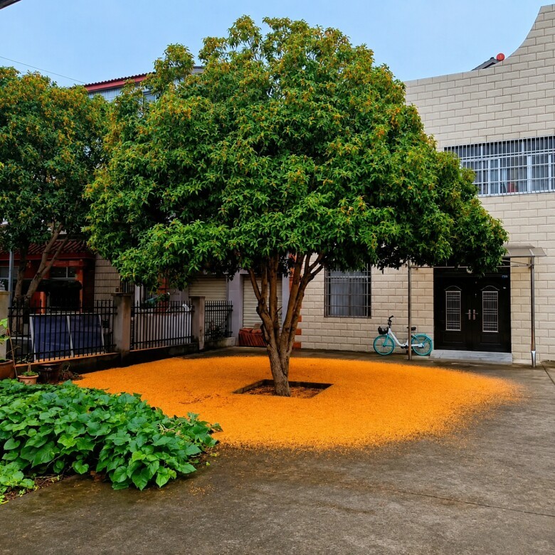 Cây hạnh phúc và cây thơm: Bộ ba cây cảnh hút lộc nên trồng trong nhà
