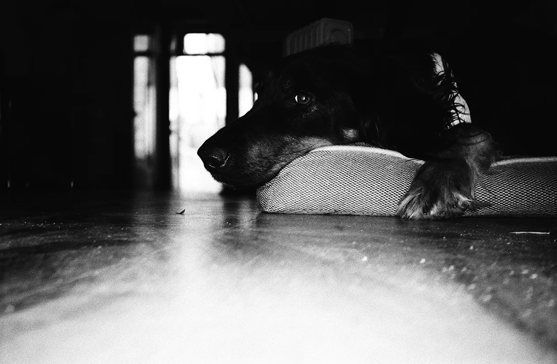 Kodak Tri-X vs Rollei Retro 400S: Chọn film đen trắng nào cho studio?