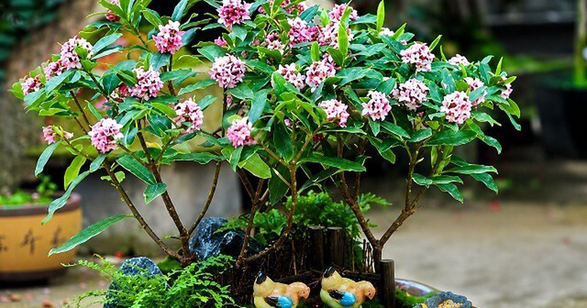 Cây hạnh phúc và cây thơm: Bộ ba cây cảnh hút lộc nên trồng trong nhà