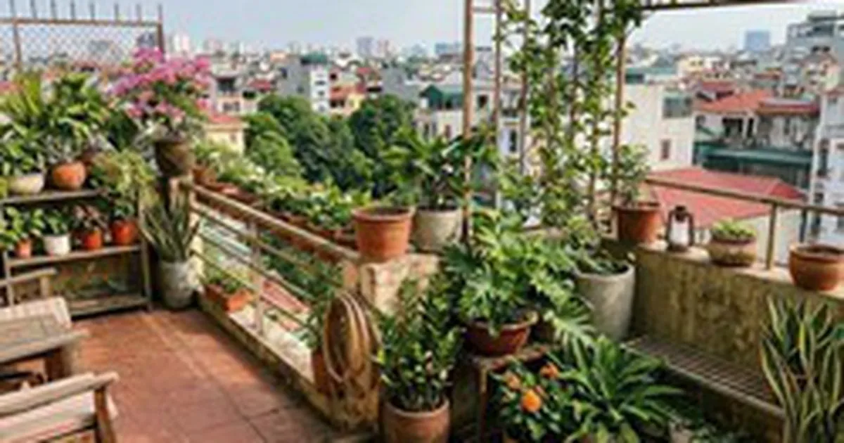 Bố trí chậu cây trên ban công, sân thượng sao cho an toàn và xanh mát