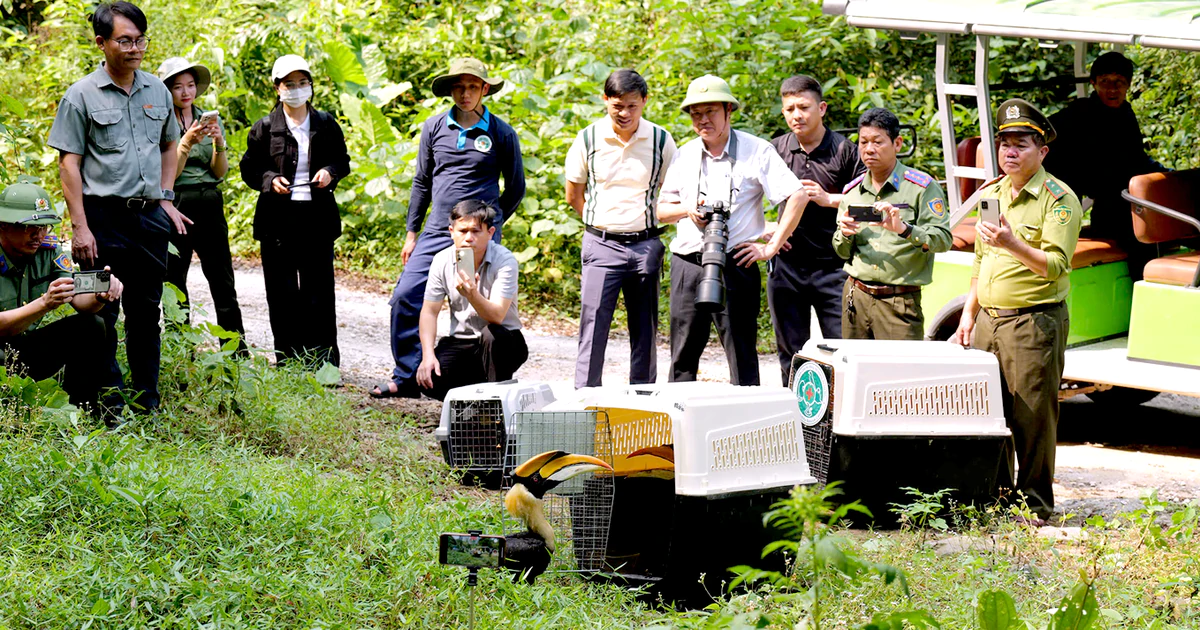 Phong Nha - Kẻ Bàng mở tuyến ngắm chim hoang dã cho khách ngân sách