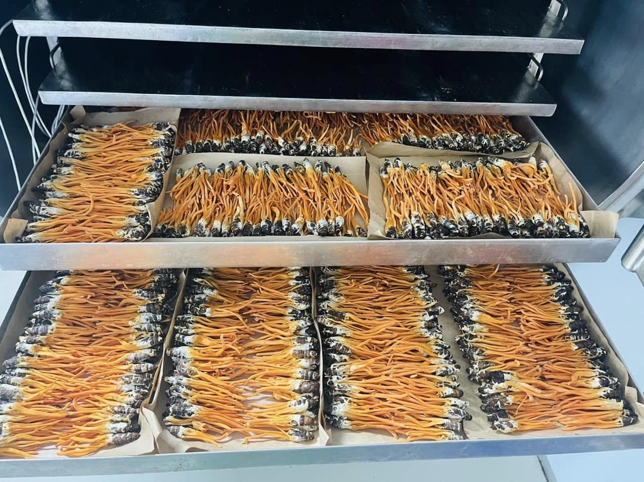 Từ dược liệu tươi đến sản phẩm công nghệ cao