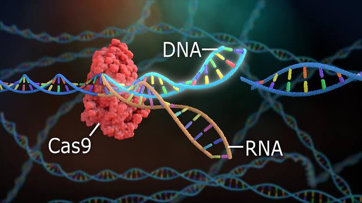 Liệu pháp CRISPR-Cas9: một lần chỉnh sửa gene để hạ cholesterol cao?