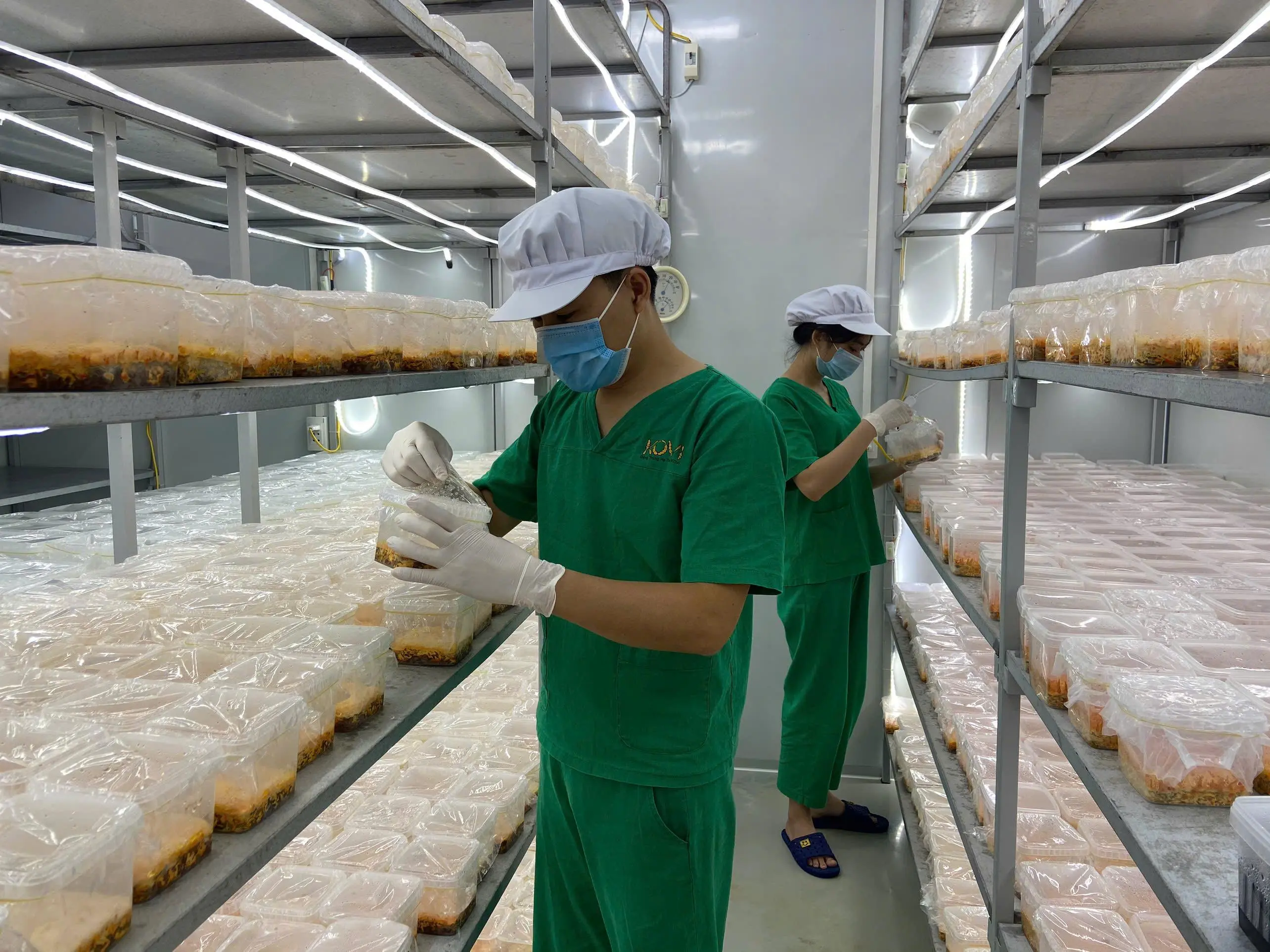 Từ dược liệu tươi đến sản phẩm cao cấp: lối thoát của HTX