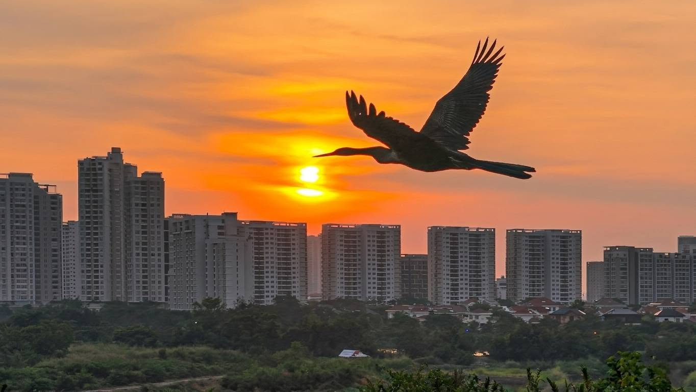 Những khoảnh khắc hoang dã giữa lòng thành phố