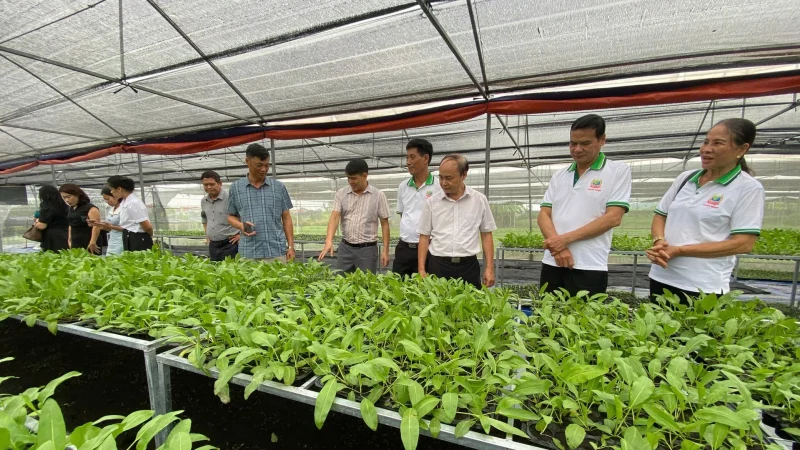 Từ dược liệu tươi đến sản phẩm công nghệ cao