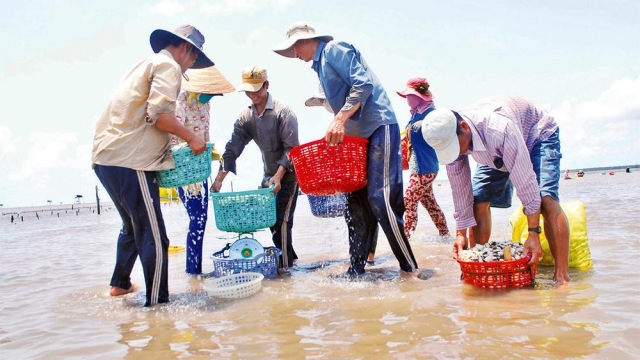 Xuất khẩu tôm và nghêu tăng tốc tại Mỹ: Cơ hội hay phép thử mới?
