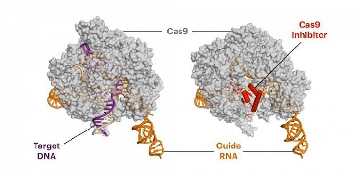 Liệu pháp CRISPR-Cas9: một lần chỉnh sửa gene để hạ cholesterol cao?