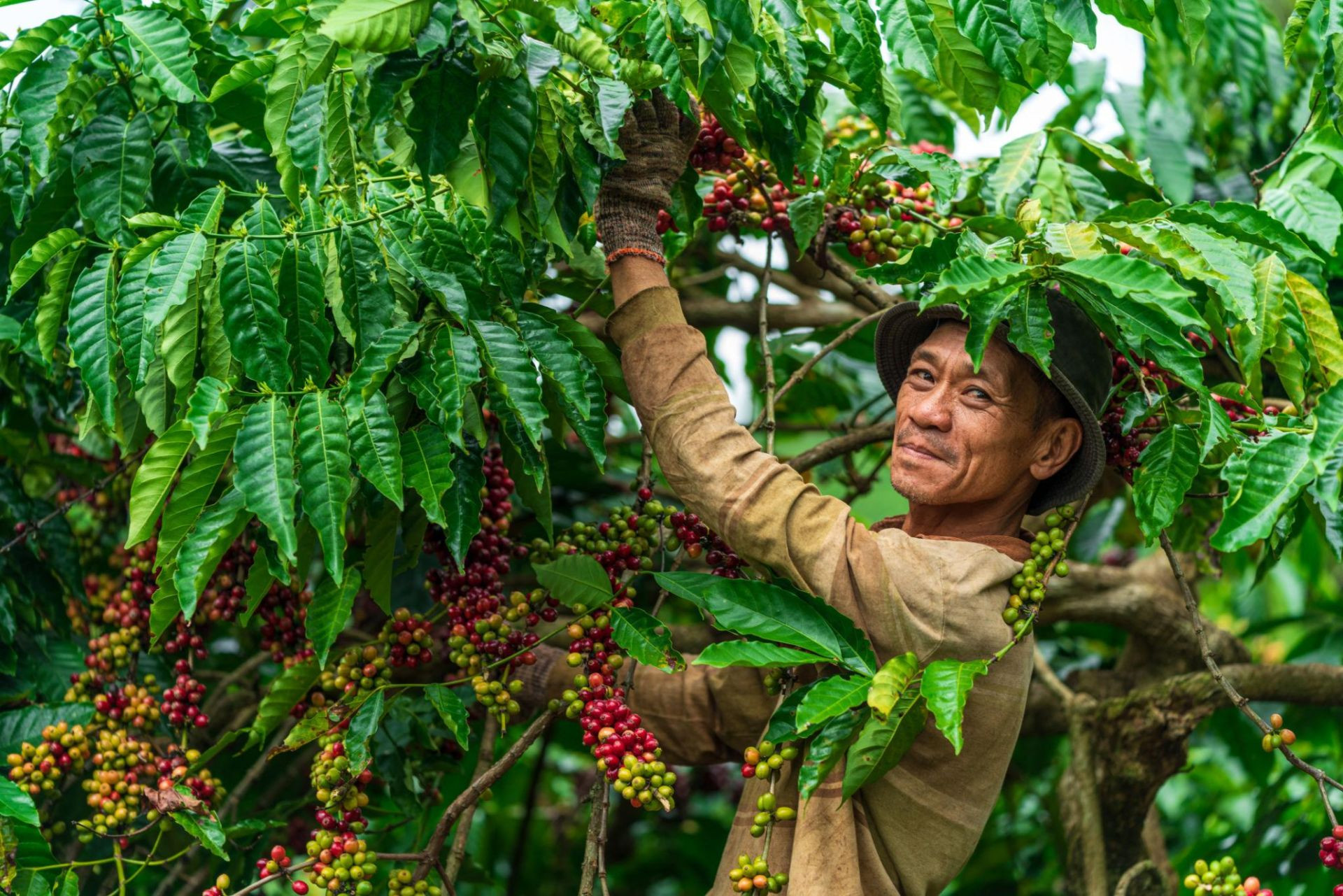 Cà phê rơi xuống đáy 2 tháng: Khi nguồn cung Brazil lấn át nỗi sợ thiếu hàng