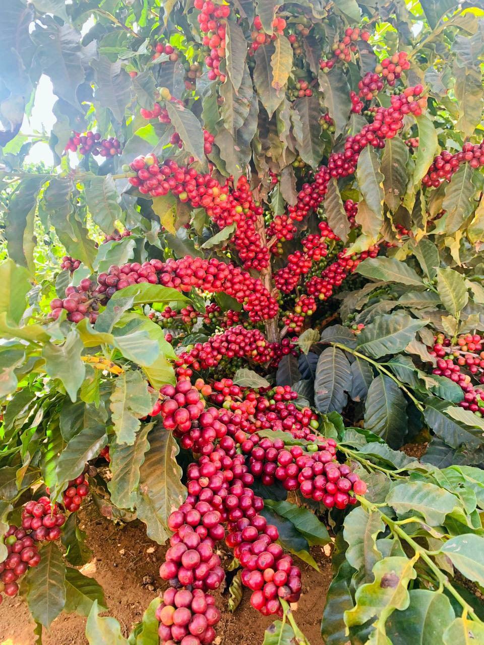 Cà phê rơi xuống đáy 2 tháng: Khi nguồn cung Brazil lấn át nỗi sợ thiếu hàng