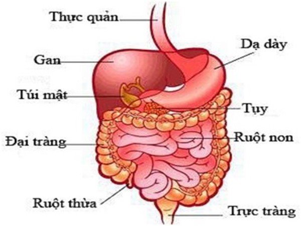 Trào ngược dạ dày: Hiểu đúng nguyên nhân, điều trị mới hiệu quả