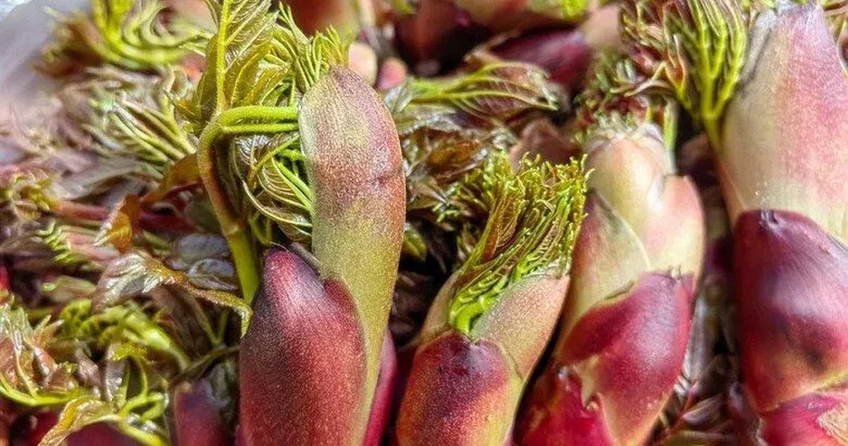 Rau dại và rau quen thuộc: Chọn những loại giàu dinh dưỡng nhất
