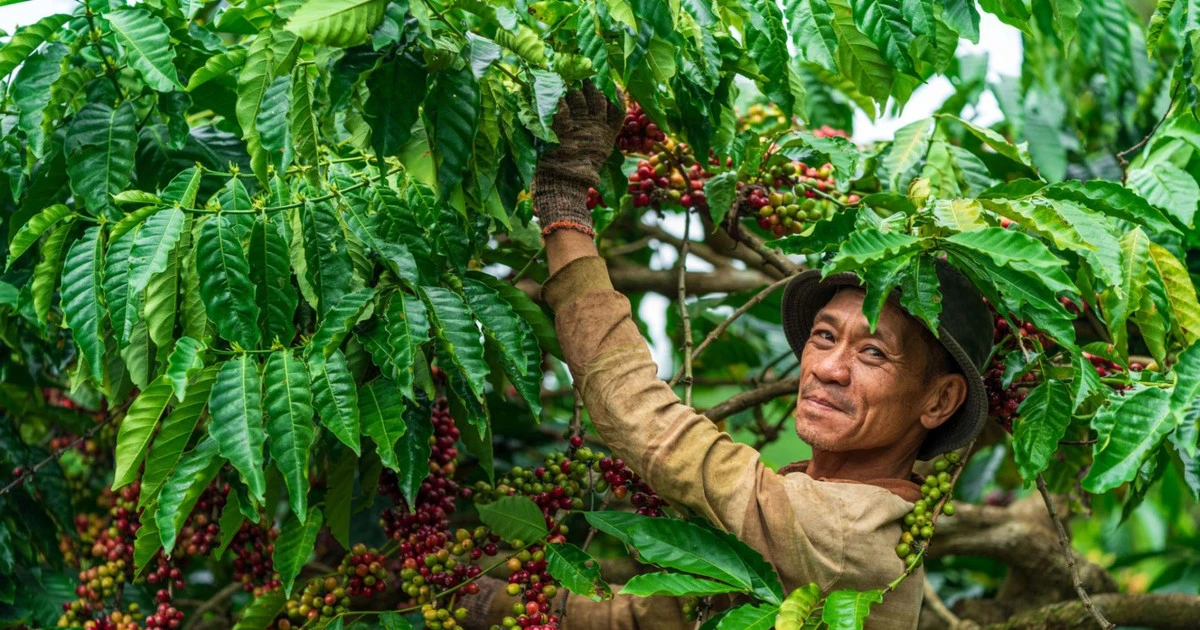 Cà phê rơi xuống đáy 2 tháng: Khi nguồn cung Brazil lấn át nỗi sợ thiếu hàng