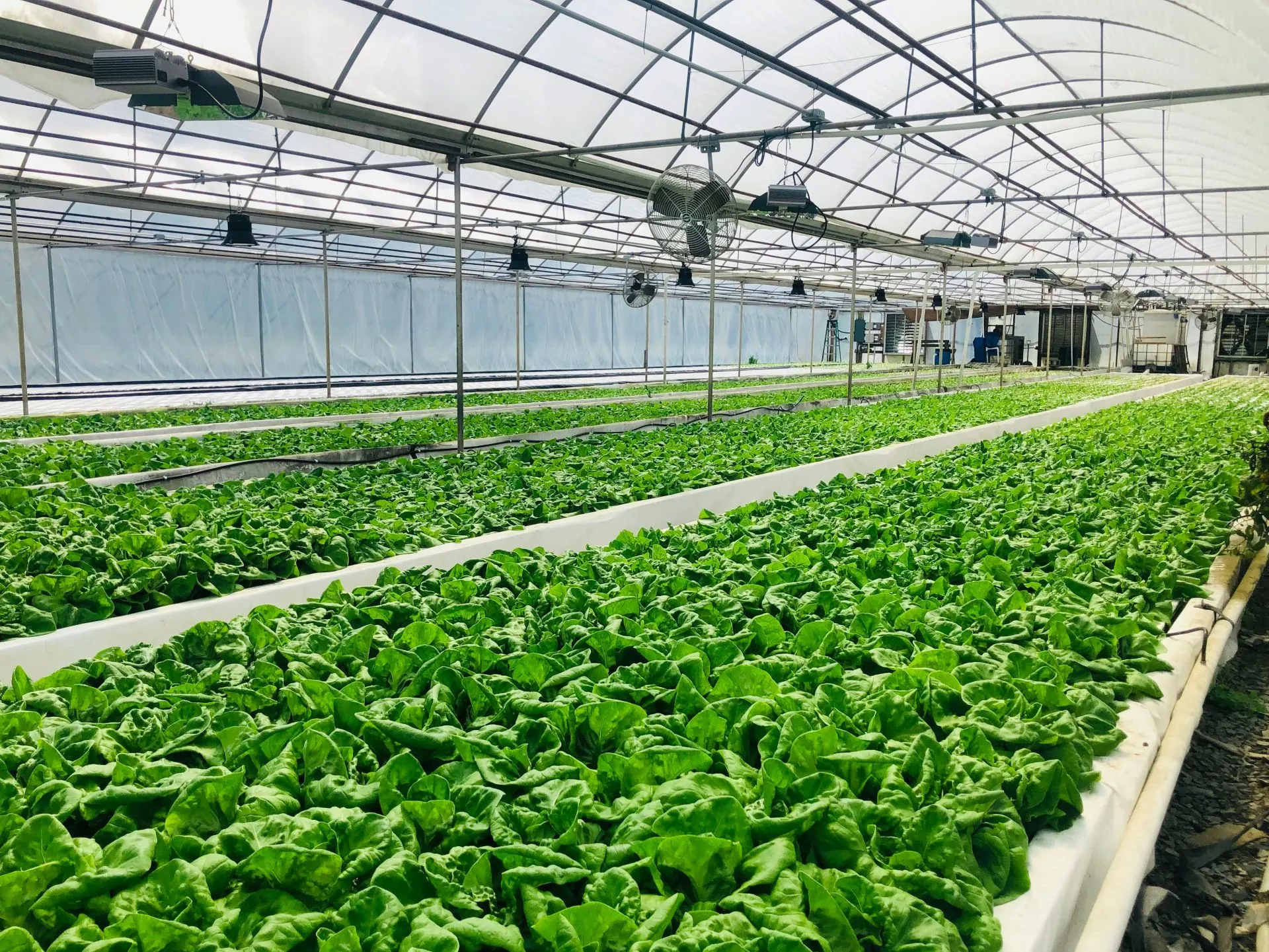 AI và IoT đang tái định hình nông nghiệp Bắc Ninh