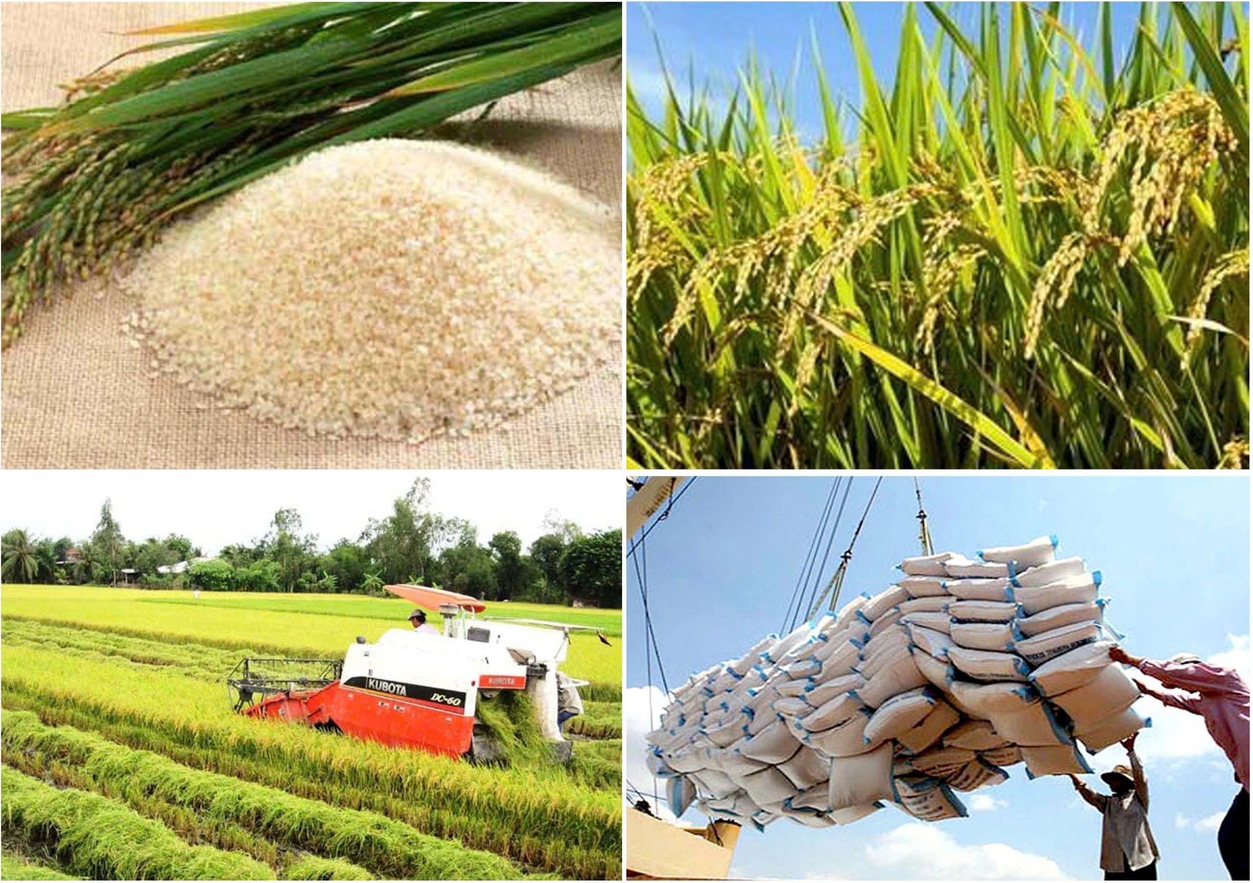 Xuất khẩu gạo Việt Nam tìm lại động lực từ giá phục hồi
