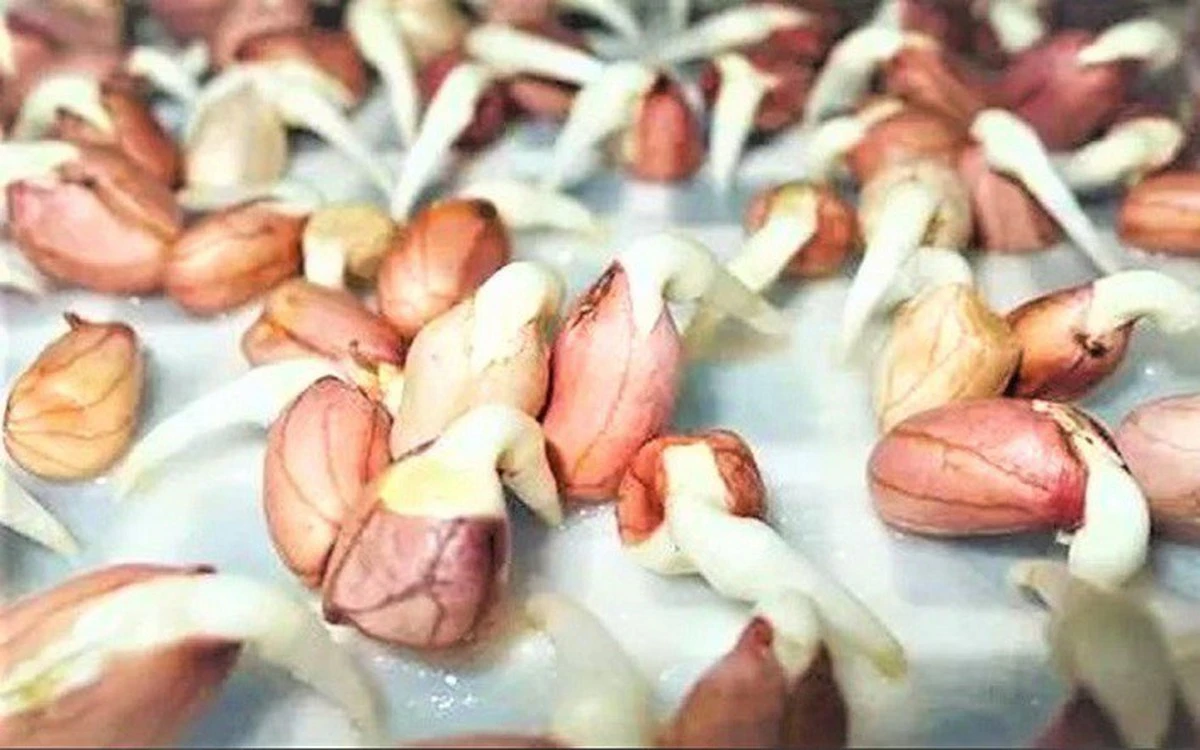 Gừng và tỏi mọc mầm có an toàn ăn không?