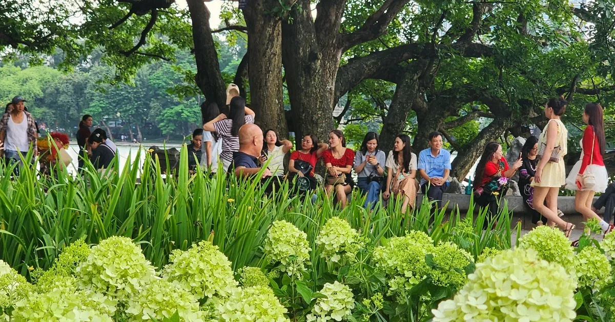Hồ Hoàn Kiếm mùa lễ: thiên đường ánh sáng và cẩm tú cầu cho tín đồ nhiếp ảnh