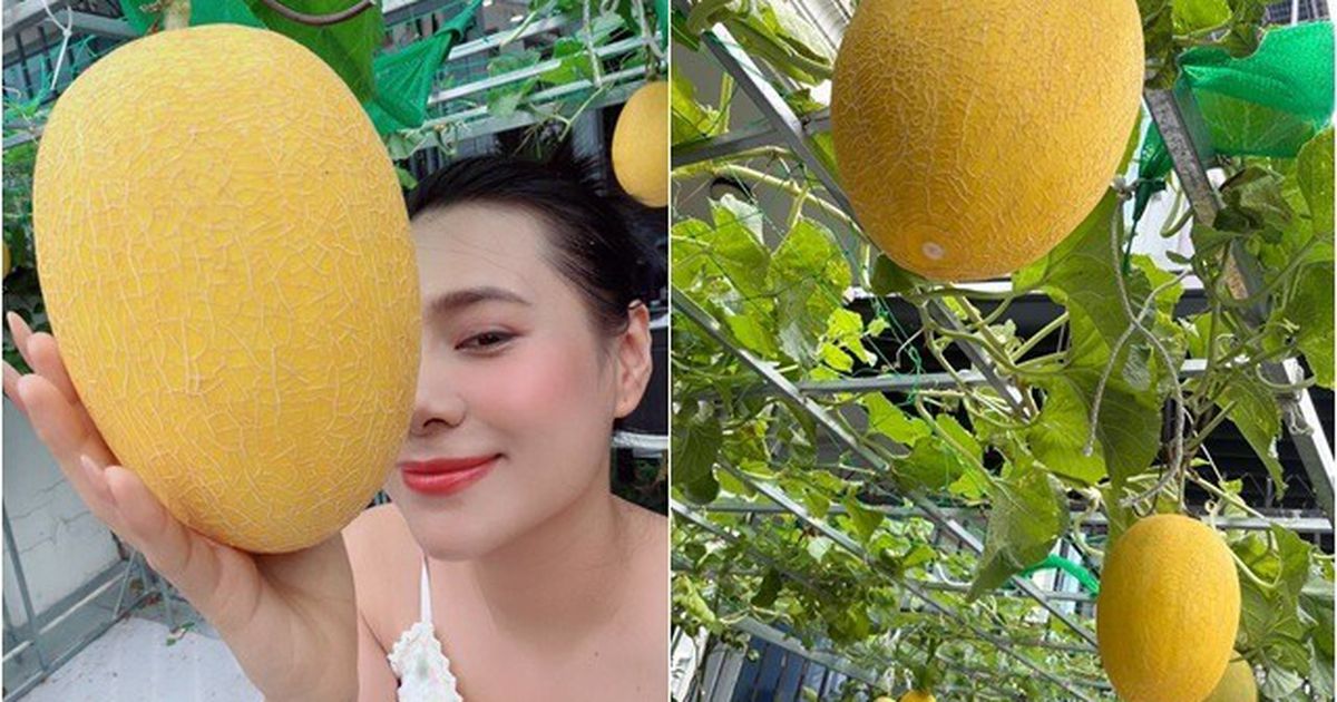 Từ sân thượng biệt thự đến vườn rau: Sao Việt trồng quả quanh năm