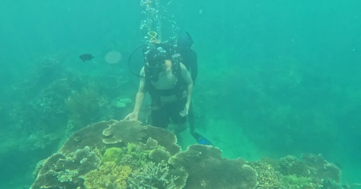Lặn san hô và freediving ở vịnh Nha Trang với chi phí tối ưu