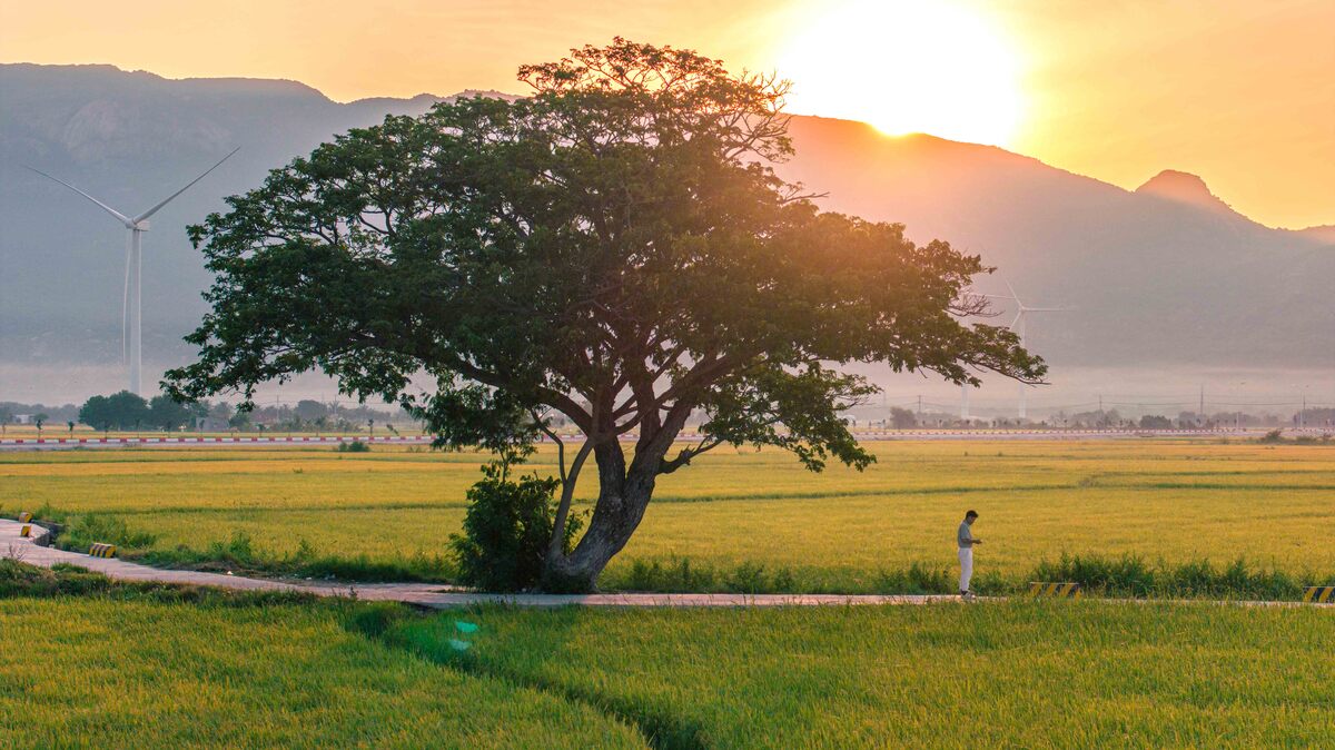 Săn ánh sáng vàng mùa lúa chín ở Phan Rang và Sa Pa