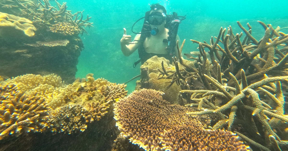 Nha Trang dịp 2/9: Lặn san hô, freediving và núi rừng chi phí tối ưu