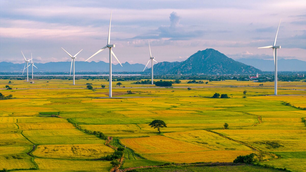 Săn ánh sáng vàng mùa lúa chín ở Phan Rang và Sa Pa