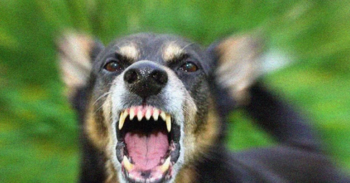 Bila Anjing Anda Mencederakan Orang: Tanggungjawab Undang-Undang dan Kos Sebenar