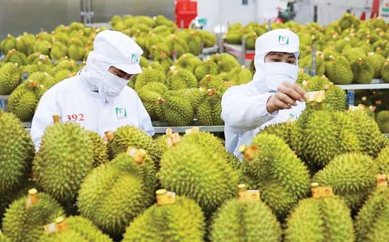Sầu riêng bứt tốc và kỷ lục rau quả xuất khẩu