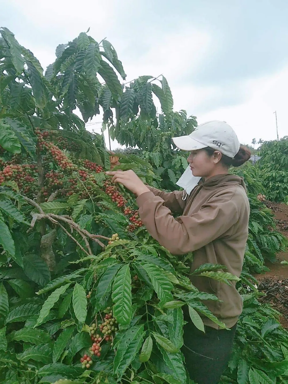 Xuất khẩu nông sản bứt phá: Cà phê và phân bón kéo đầu tàu