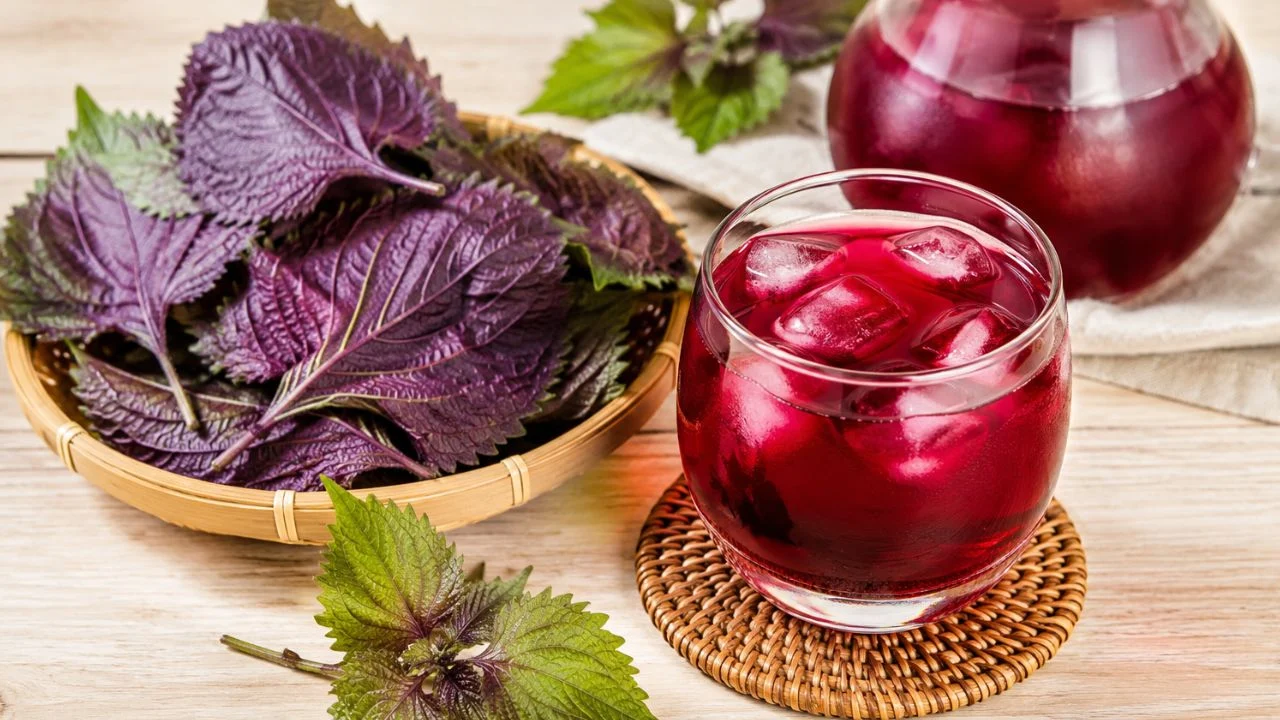 Uống nước lá tía tô đúng cách để không hại bàng quang