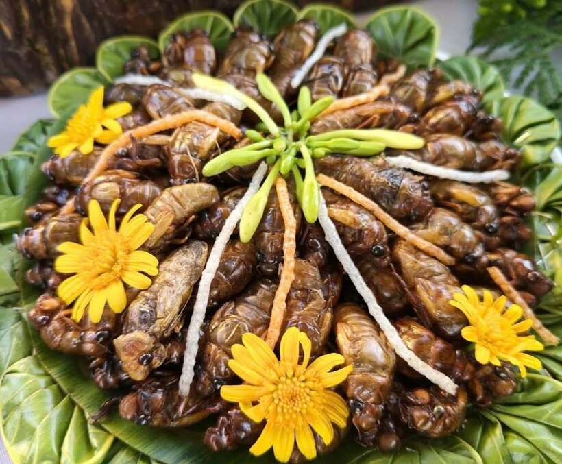 Hội thi ẩm thực dân tộc Mộc Châu: Khi cua đá, cá suối và măng rừng kể chuyện núi rừng