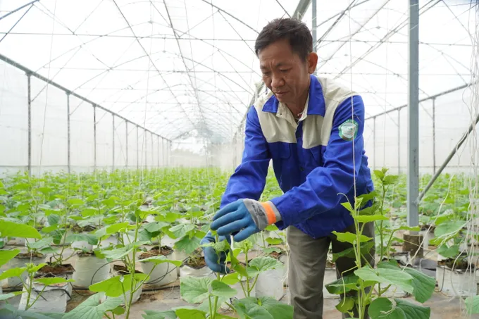 Mã QR trên thực phẩm: Tấm hộ chiếu cho bữa ăn an toàn
