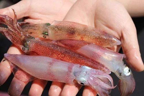 Luộc mực ngon giòn ngọt không tanh: bí quyết chọn gia vị và căn thời gian